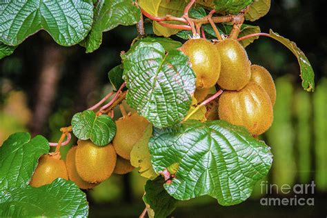 The rise and fall of Kiwi Farms .